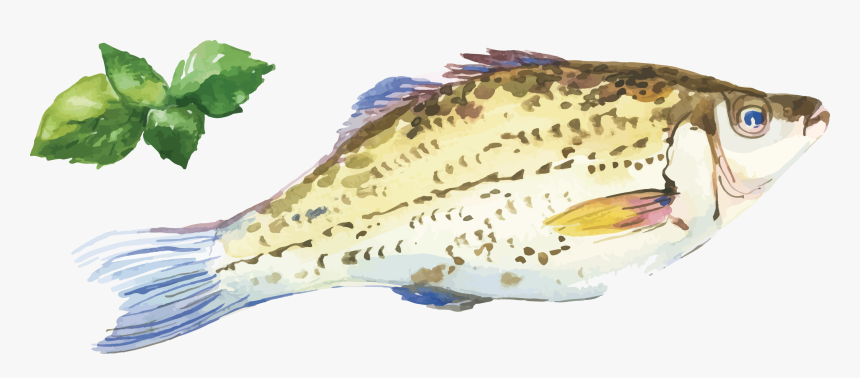 Oyster Fish Watercolor Painting Seafood - Seafood Watercolor Painting, HD Png Download, Free Download