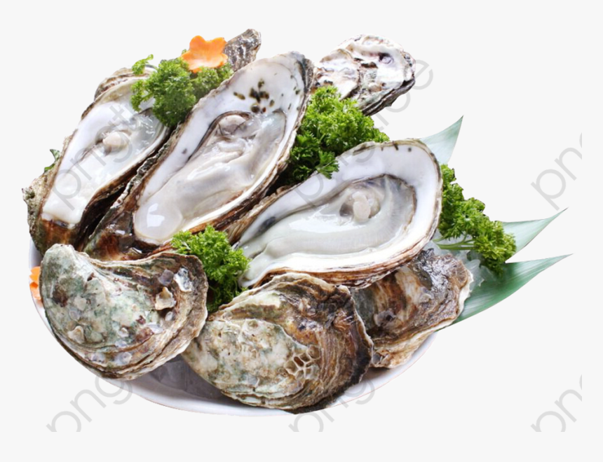 Oysters, Sashimi Png Transparent Image And Clipart - Устрица Png, Png Download, Free Download