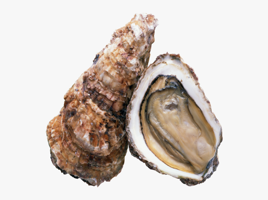 Transparent Oysters Png - 高清 牡蠣, Png Download, Free Download