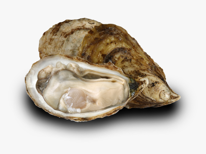 Oyster-image - Tiostrea Chilensis, HD Png Download, Free Download