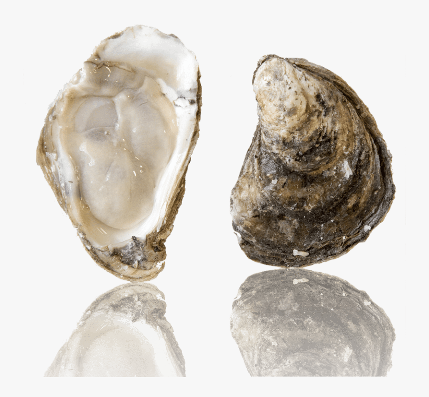 Barcat Oysters, HD Png Download, Free Download