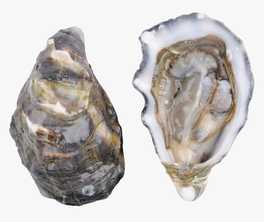 Oysters Transparent Background, HD Png Download, Free Download