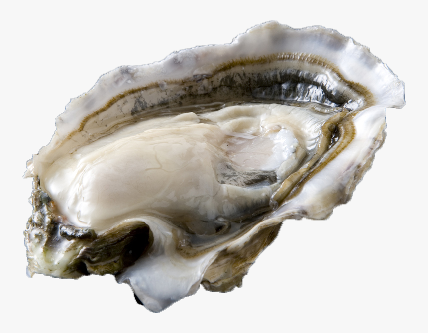 Oester - Tiostrea Chilensis, HD Png Download, Free Download