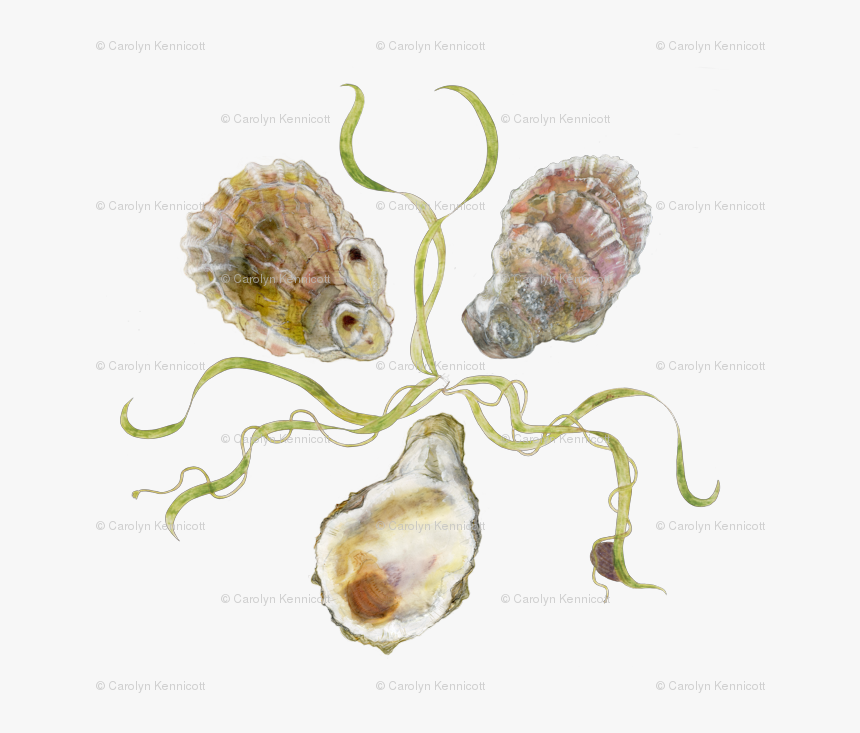 Transparent Oysters Png - Tiostrea Chilensis, Png Download, Free Download