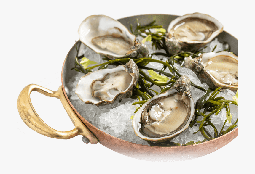 Oysters - Tiostrea Chilensis, HD Png Download, Free Download