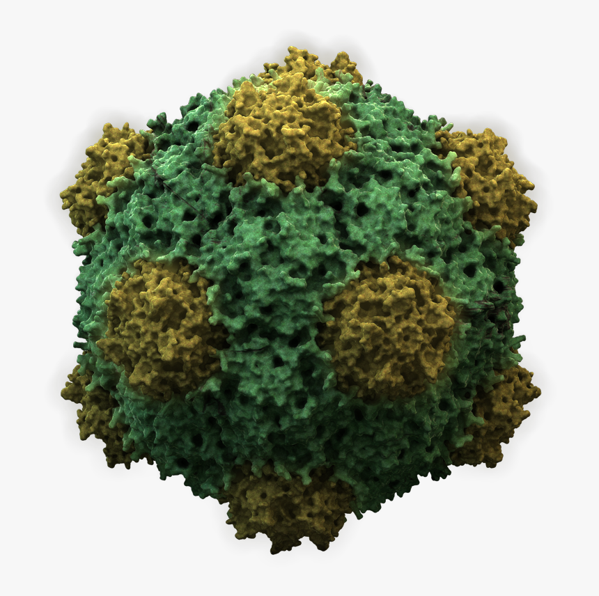 Cowpeamosaicvirus3d - Do Viruses Survive Outside The Host, HD Png Download, Free Download
