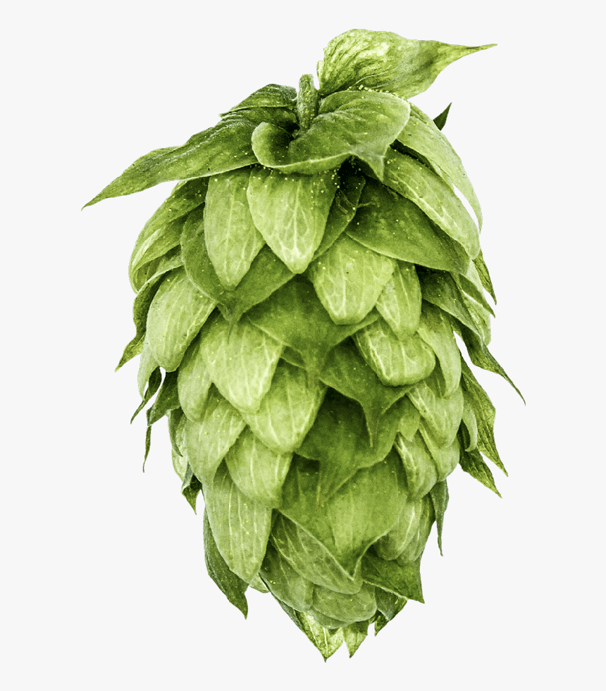 Mosaic Hops, HD Png Download, Free Download