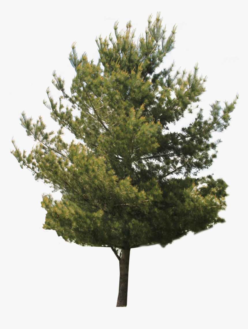 Jack Tree Transparent Images - Tree Gif Transparent Background, HD Png Download, Free Download