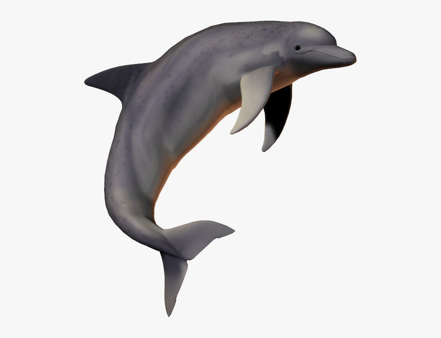 Dolphin Transparent Background, HD Png Download, Free Download