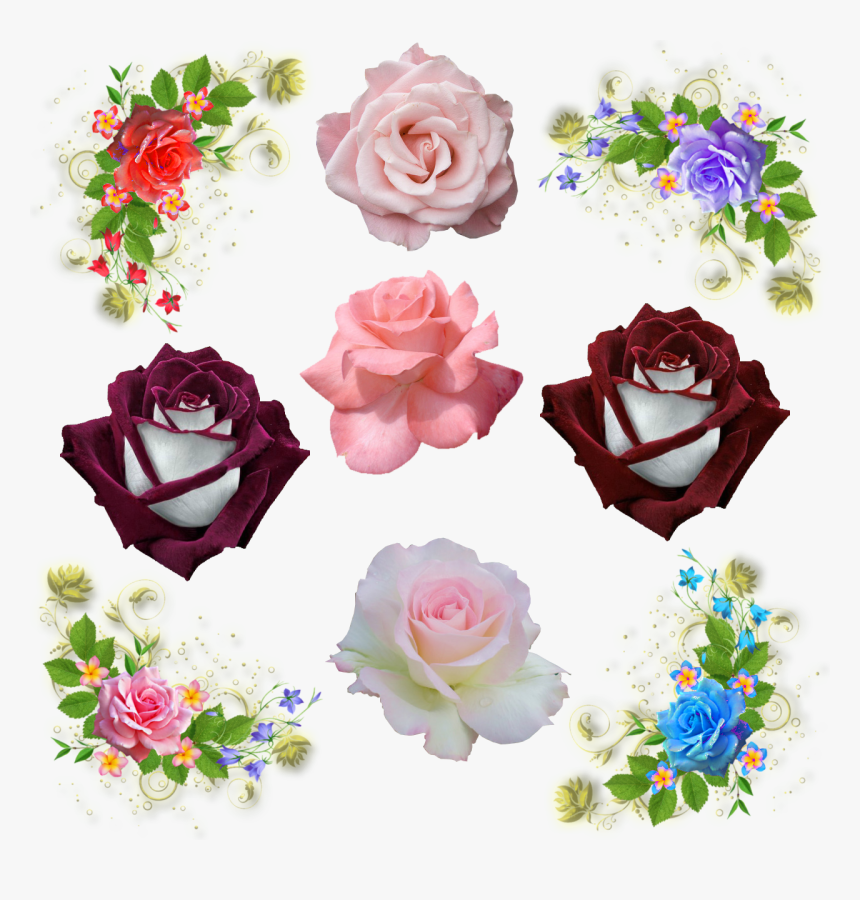 More Roses, HD Png Download, Free Download