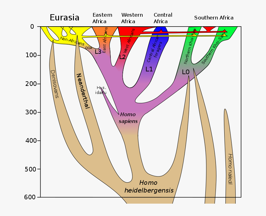 Dreadlock Vector Baba Indian - Homo Sapiens Lineage, HD Png Download, Free Download