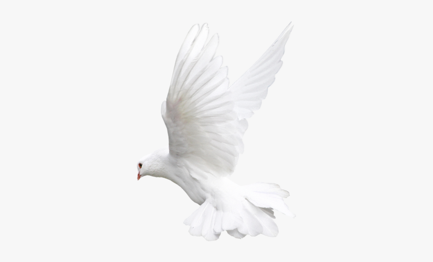 Pigeon Png Free Download - Transparent Background Pigeon Png, Png Download, Free Download