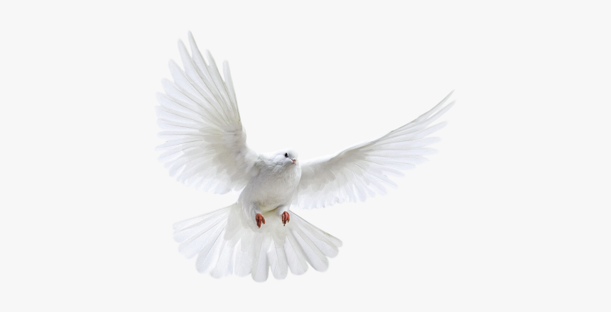 Pigeon Png Free Download - Danish Zehen Background Download, Transparent Png, Free Download