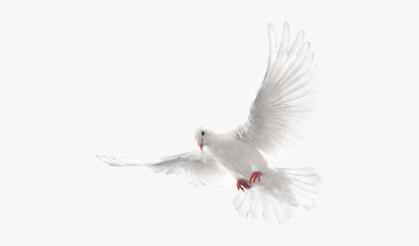 Pigeon Png Free Download - Eid Mubarak Editing Background, Transparent Png, Free Download