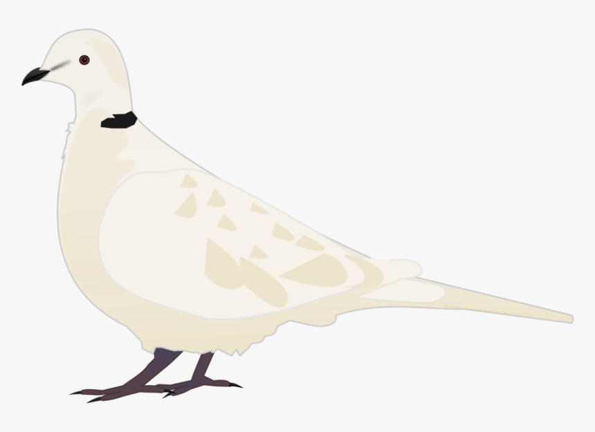 Bird - Tourterelle Clipart, HD Png Download, Free Download