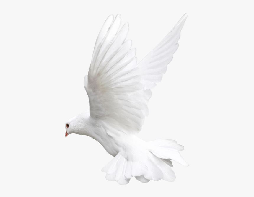 White Flying Pigeon Png Image - White Dove Png Transparent, Png Download, Free Download