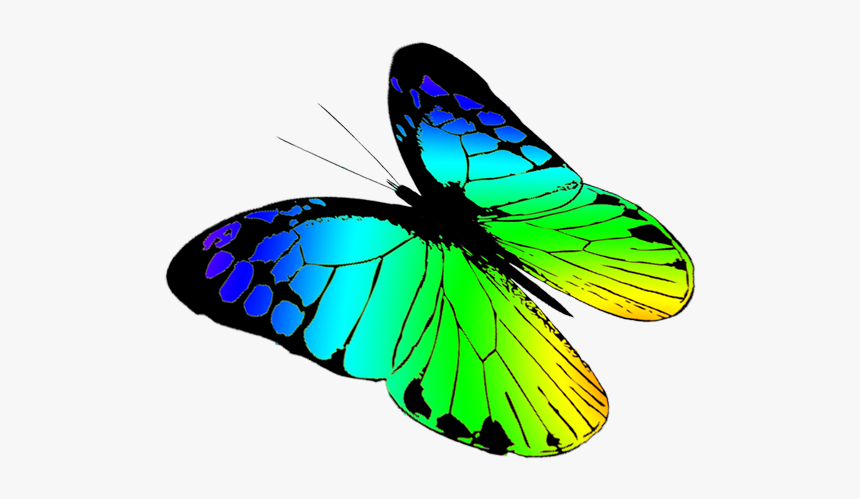 Free Butterflies Drawing - Brush-footed Butterfly, HD Png Download, Free Download