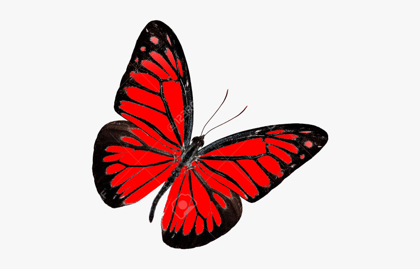 Butterfly Images Without Background, HD Png Download, Free Download