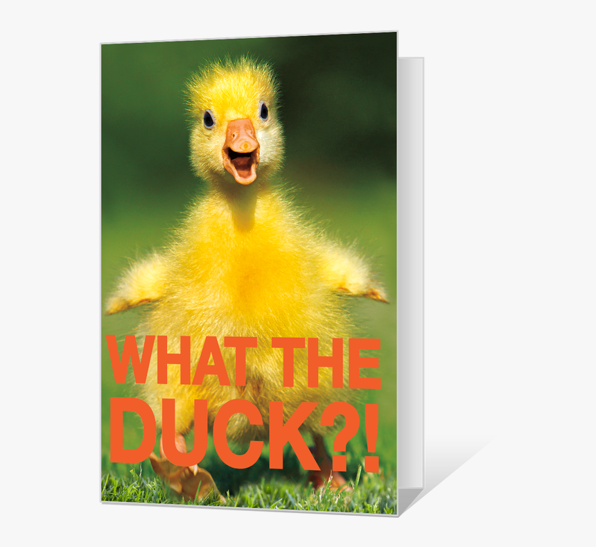 What The Duck Printable - Printable Birthday Cards With Ducks, HD Png Download, Free Download