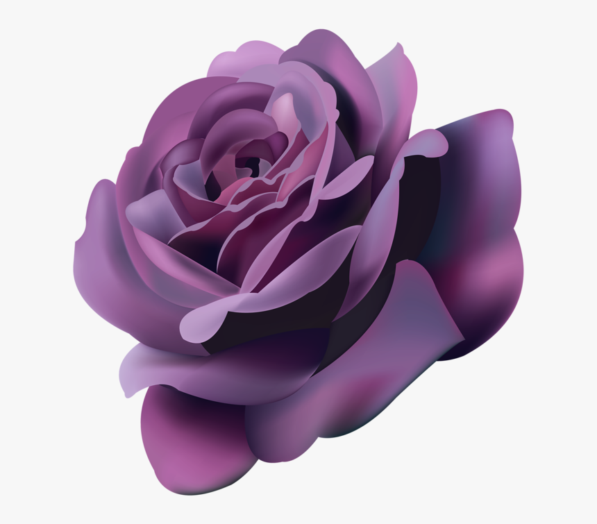 Violet Roses Png , Png Download - Violet Roses Png, Transparent Png, Free Download