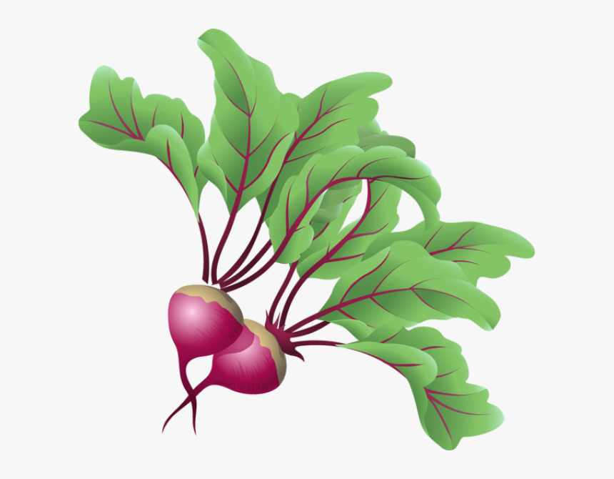 Beets Vegetable Clip Art - Beetroot Clipart Png, Transparent Png, Free Download