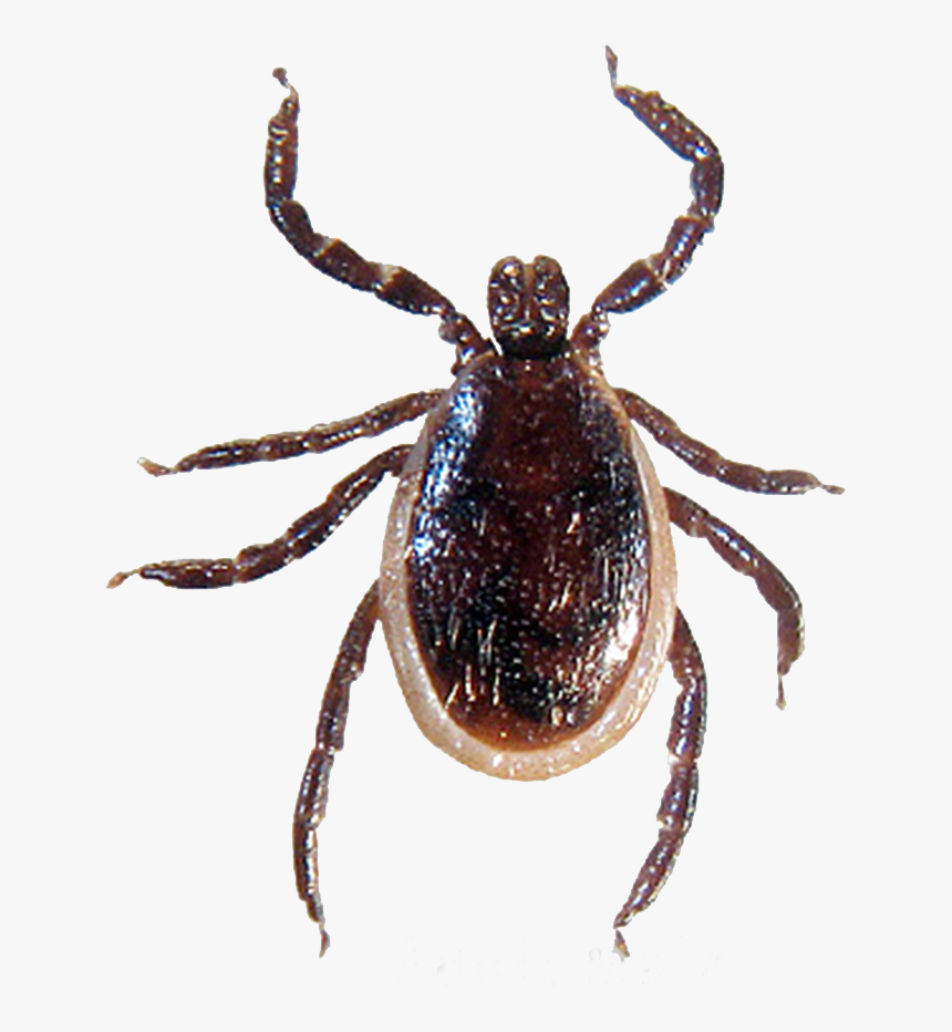 Tick Insect Png - Ticks Ontario Canada, Transparent Png, Free Download