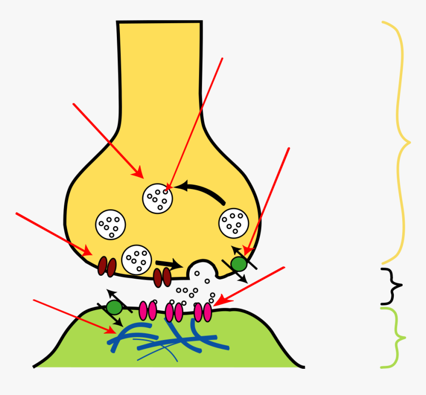 Synaptic Cleft, HD Png Download, Free Download