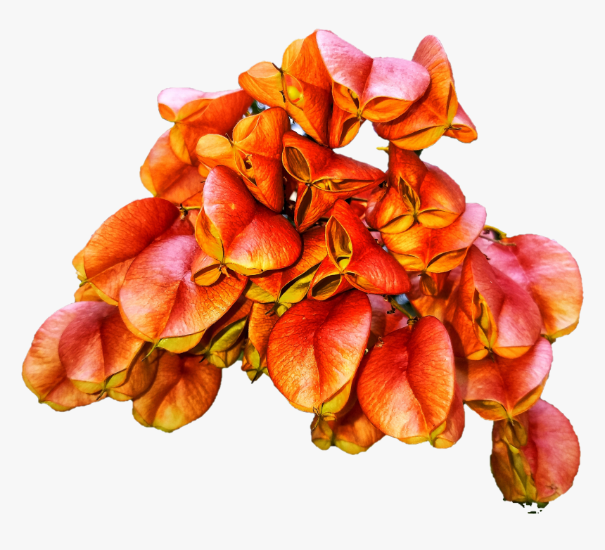 Caesalpinia, HD Png Download, Free Download