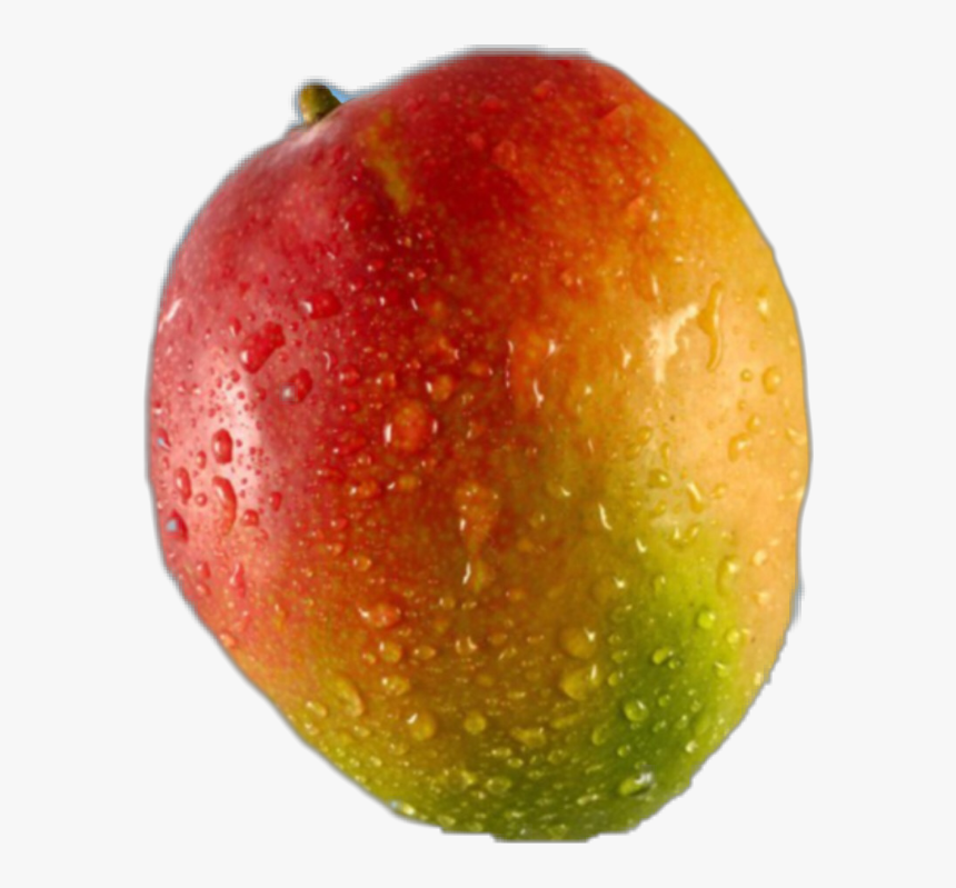 Transparent Mango Tree Png - Did Somebody Say Mango, Png Download, Free Download