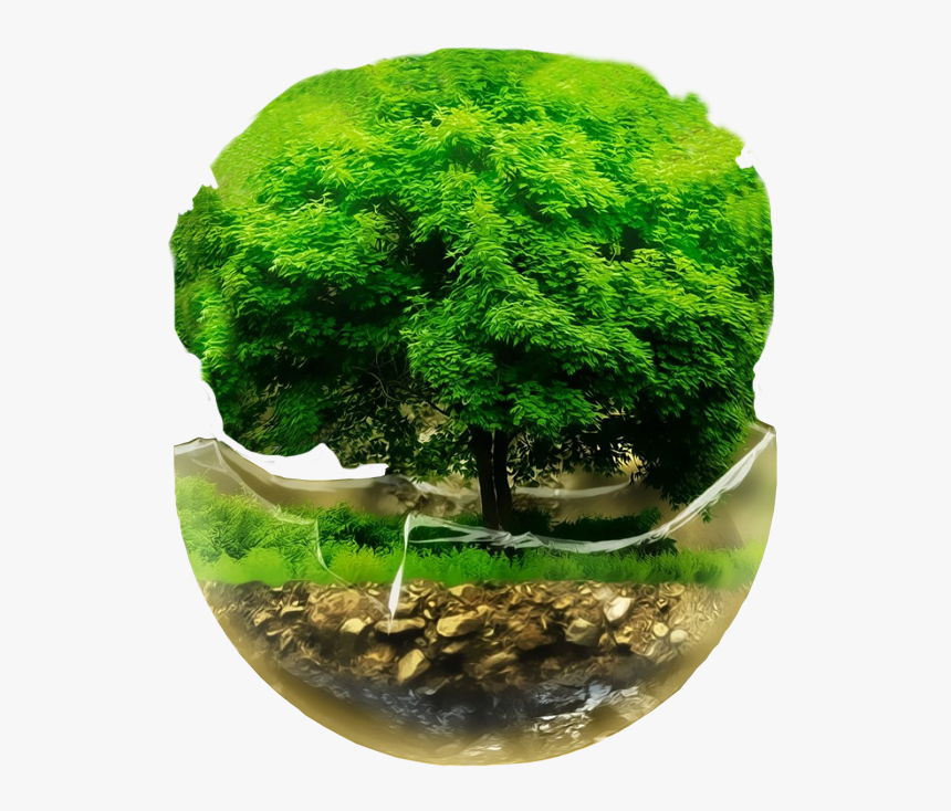 3d Tree, HD Png Download, Free Download