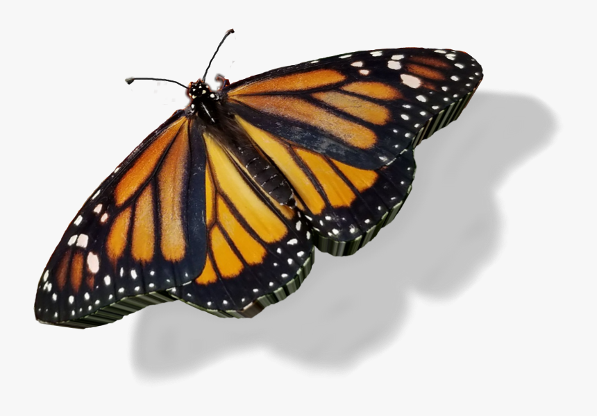#sticker #custom3d #3d #butterfly @jws33 🙋😀, HD Png Download, Free Download