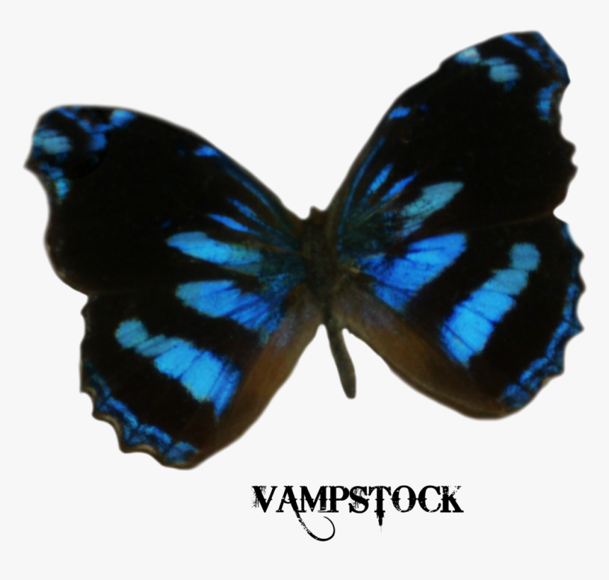 S 1024x1024, - Dark Blue Butterfly Png, Transparent Png, Free Download