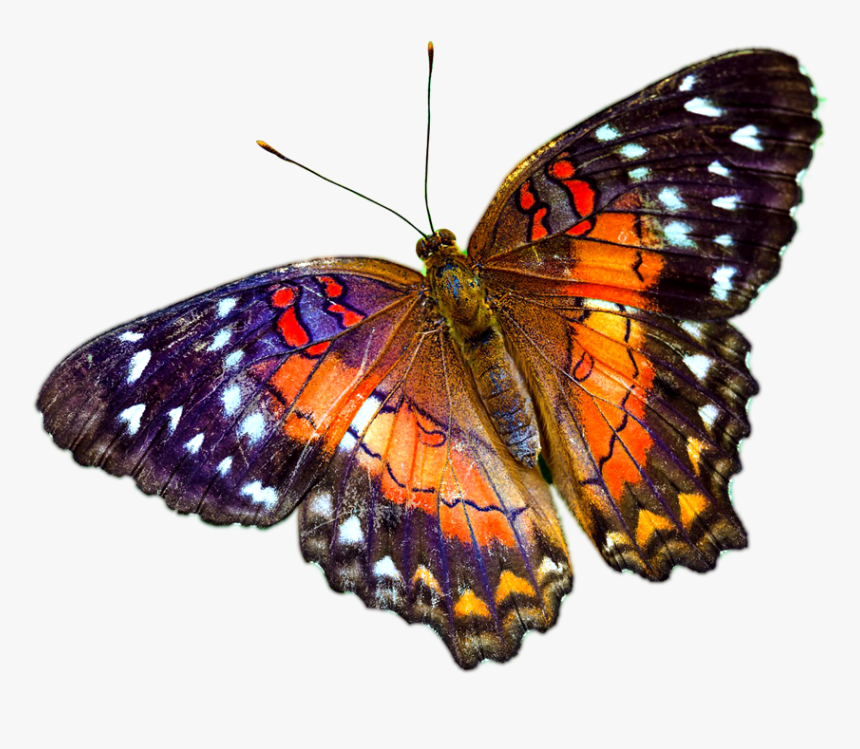 Multicolour Butterfly Image Background - Example Of Symble About Yourself, HD Png Download, Free Download