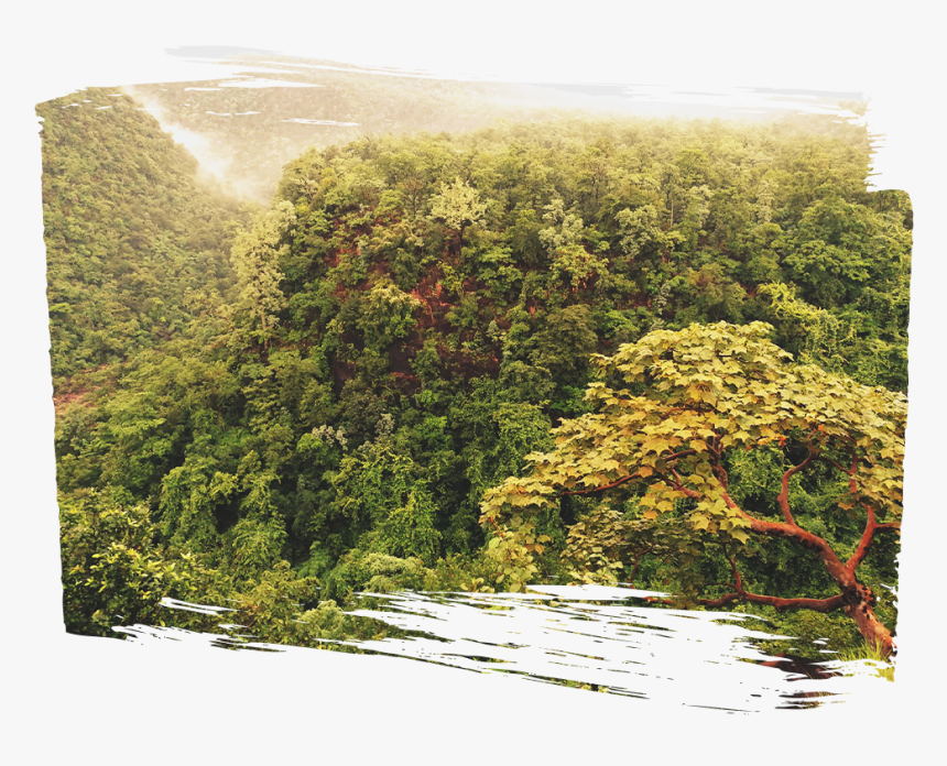 Riparian Forest, HD Png Download, Free Download