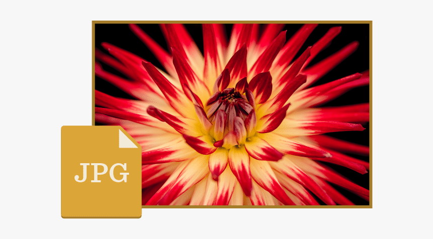 Jpg File - Close Up Shot Of Flowers, HD Png Download, Free Download