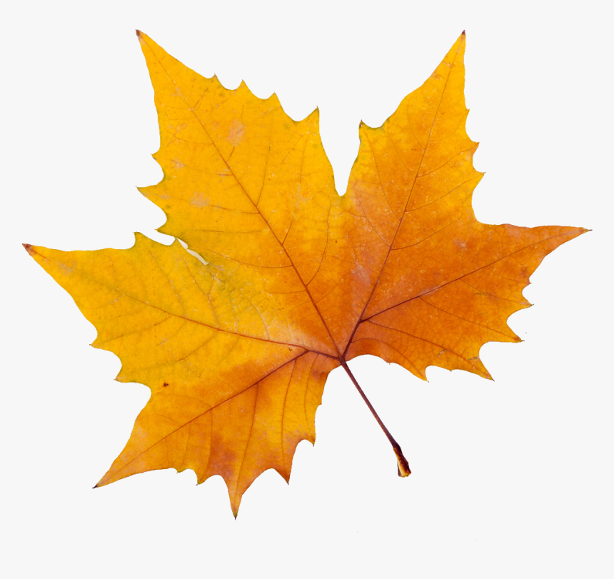 Yellow Maple Leaf Png, Transparent Png, Free Download