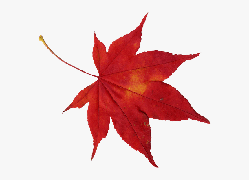 Japan Red Leaf Png, Transparent Png, Free Download