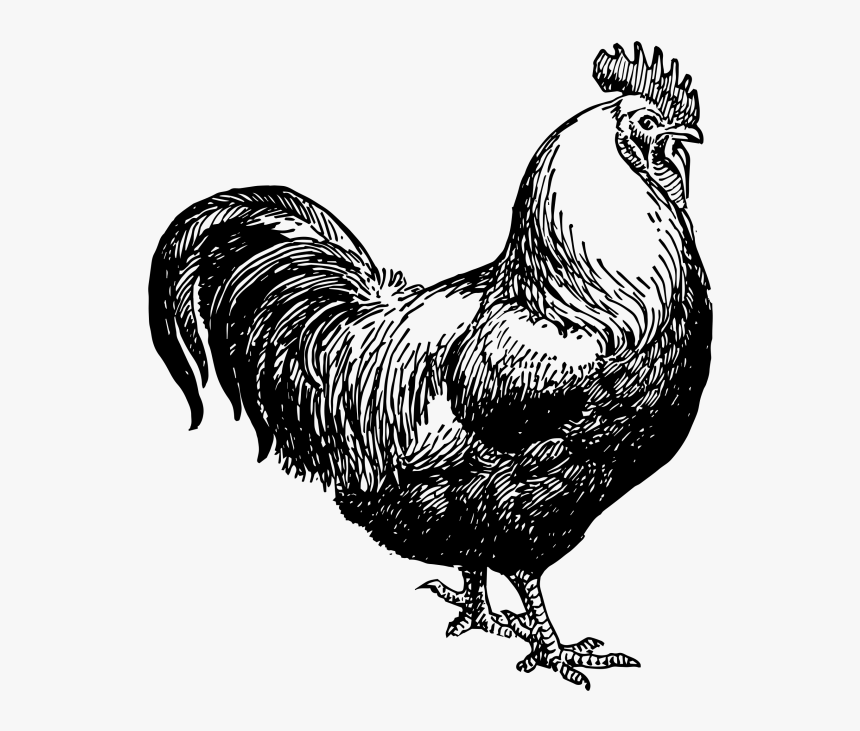 Transparent Hen Clipart Black And White - Chicken Black And White Clipart, HD Png Download, Free Download