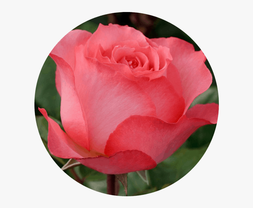 June Roses, HD Png Download, Free Download