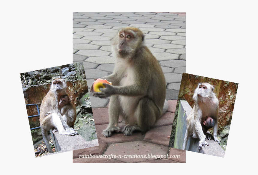 Rhesus Macaque, HD Png Download, Free Download