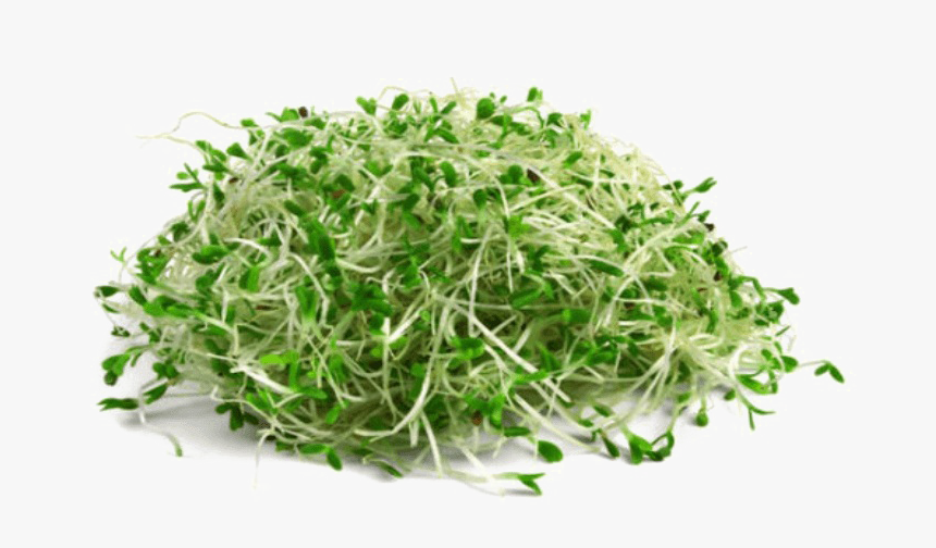 Alfalfa Png, Transparent Png, Free Download