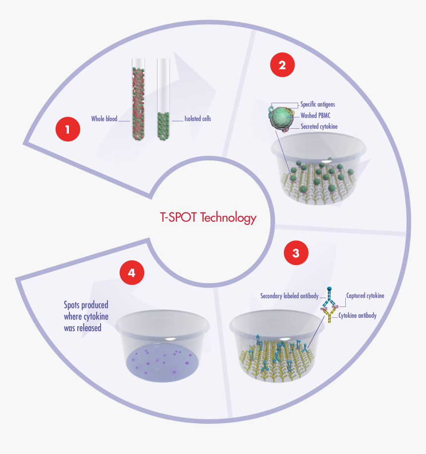 The Principles Of Our T-spot Assay System Using Blood - T Spot Tb Test, HD Png Download, Free Download