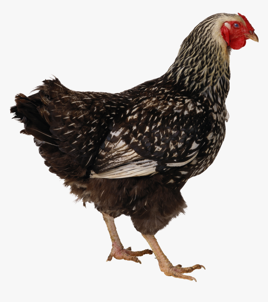 Chicken Png Image - Chicken Icon, Transparent Png, Free Download
