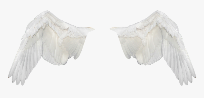 Wings, Wings Ave, Flight, Fly, White Wings, Png - Rock Dove, Transparent Png, Free Download