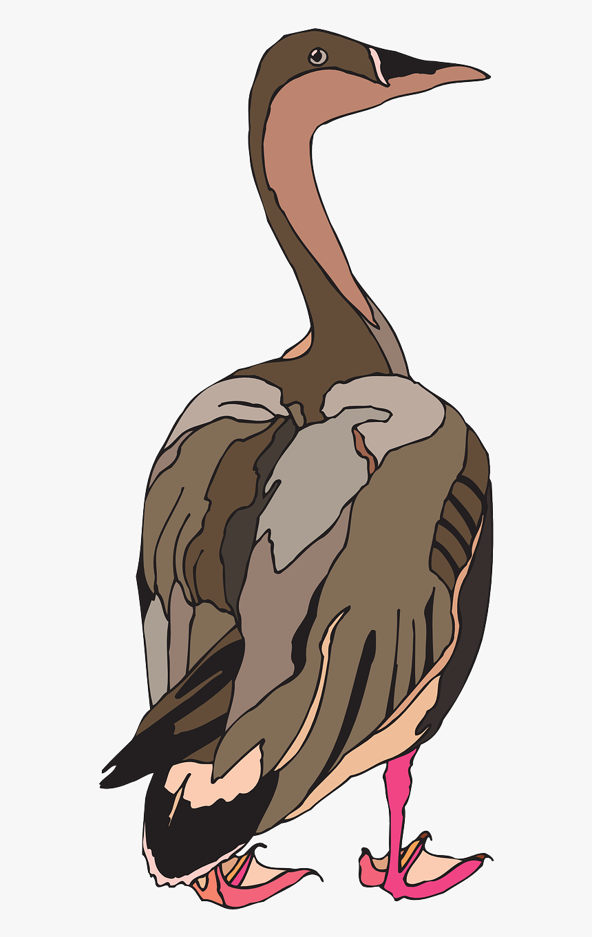 Duck, HD Png Download, Free Download