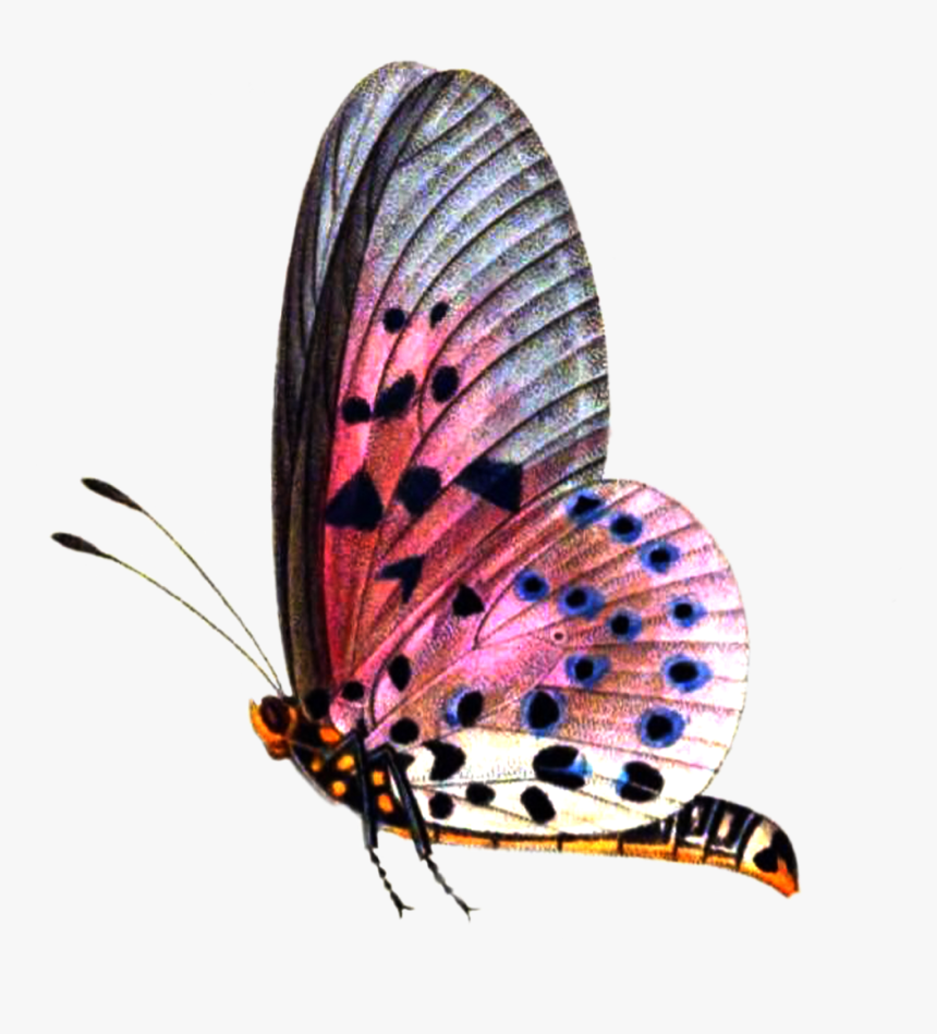 Png Format Images - Png Format Butterfly Png, Transparent Png, Free Download