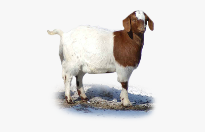 Feeding Directions - Goat - Goat Png, Transparent Png, Free Download