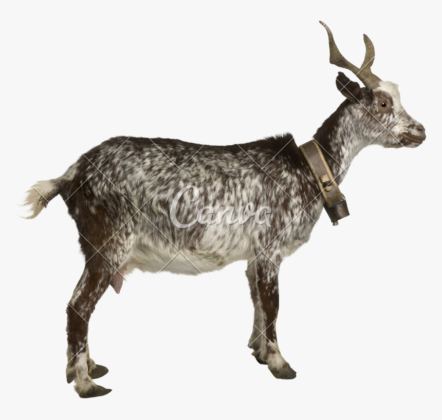 Clip Art Rove Goat, HD Png Download, Free Download