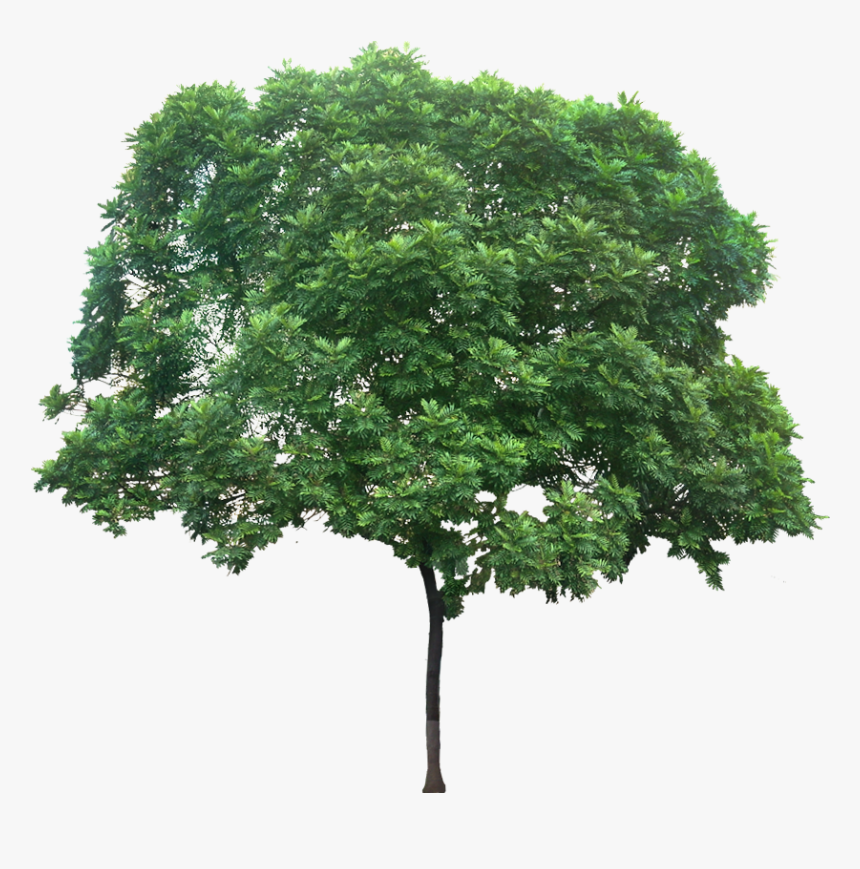 Peepal Tree White Background - Filicium Decipiens Png, Transparent Png, Free Download