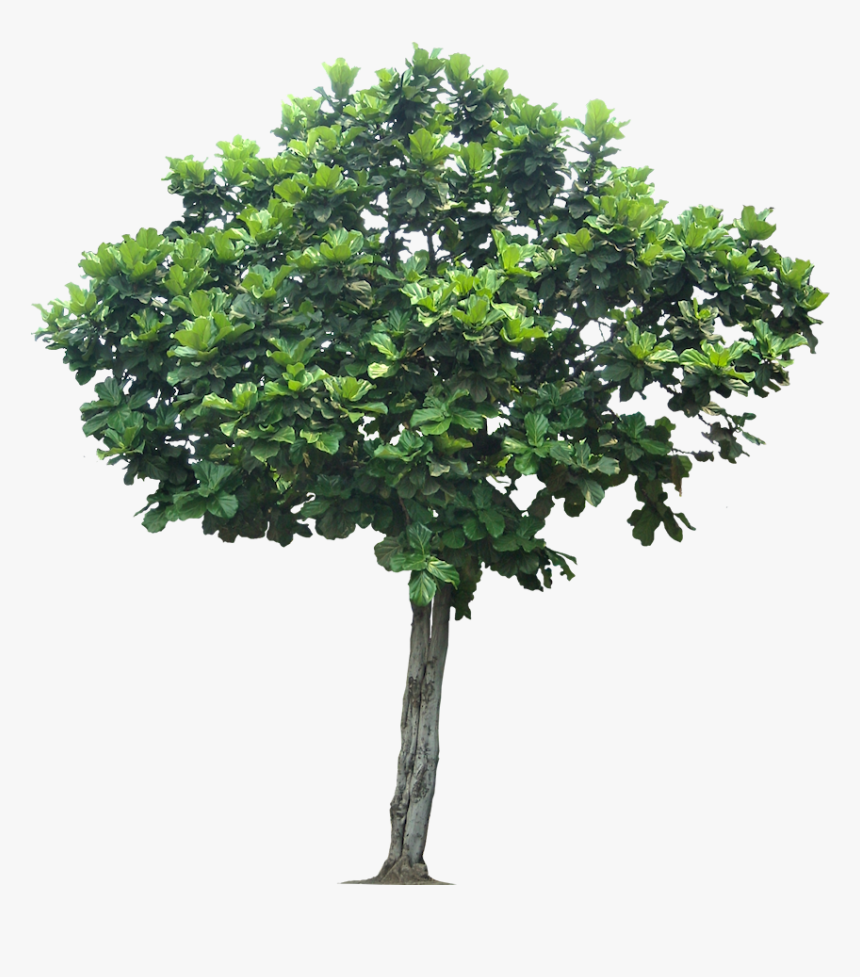 High Resolution Tree Png, Transparent Png, Free Download